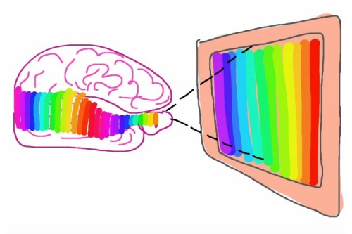 Rainbow-brain